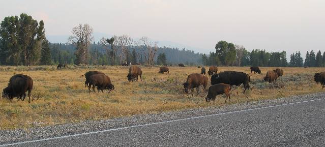 Buffalo along Gros Ventre Road near the campground