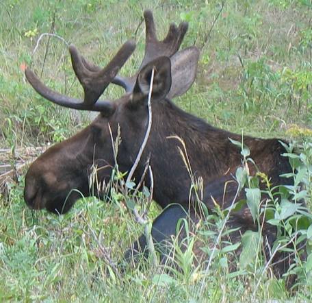 Large moose resting along the Moose Junction to Wilson Road