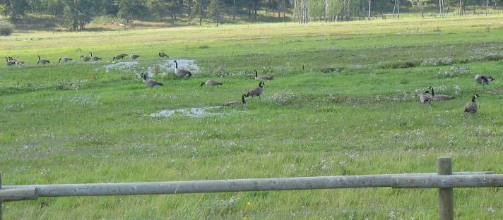 Canada geese in pasture along Wilson Road