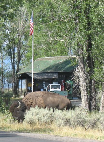 Large bull buffalo in Gros Ventre Campground