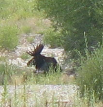 Large bull moose resting in the shade