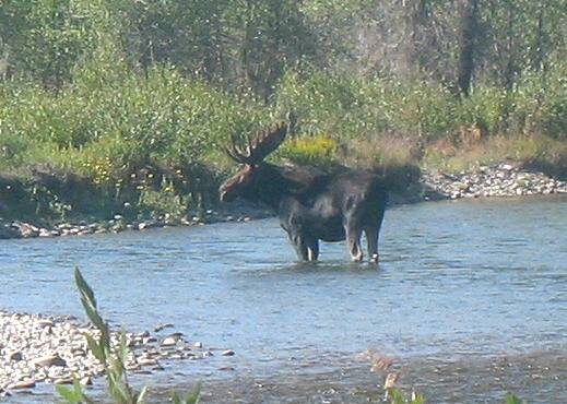 Large bull moose in Gros Ventre River near our campground