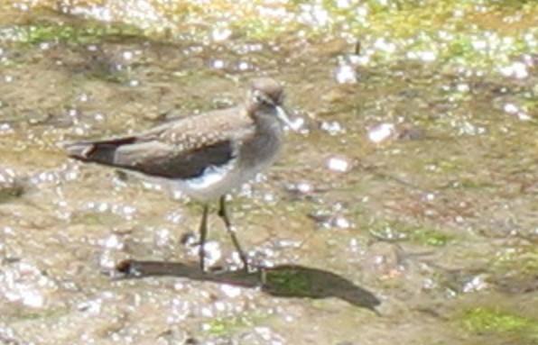 Spotted Sandpiper