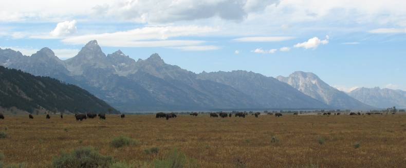 Grand Teton peaks & Bison herd on Antilope Flats