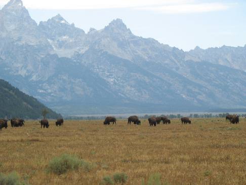 Grand Teton peaks & Bison herd on Antilope Flats