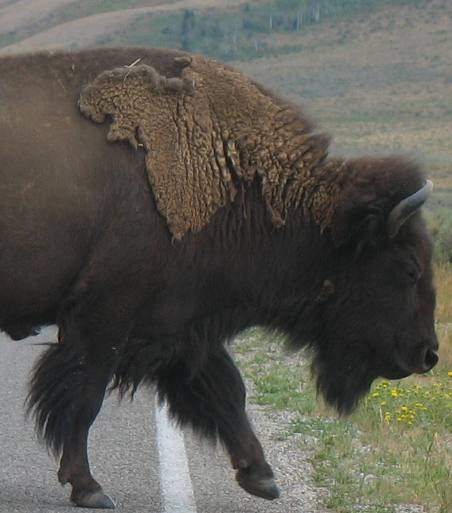 Grand Teton National Park Bison