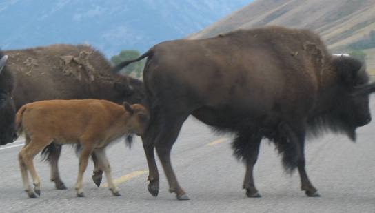 Grand Teton National Park Bison