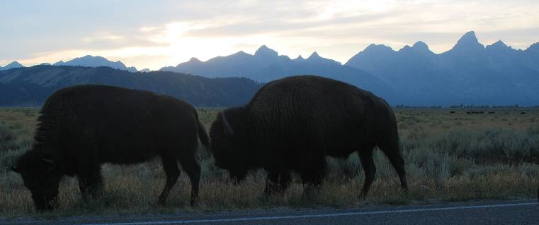 Grand Teton National Park Bison
