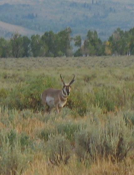 Pronghorn antelope on Antelope Flats in Grand Teton National Park