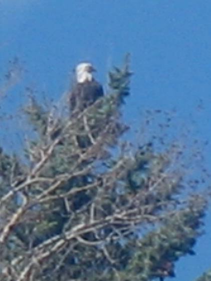 Bald Eagle Grand Teton National Park