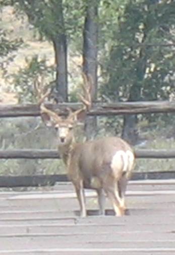 Large buck in Gros Ventre Campground