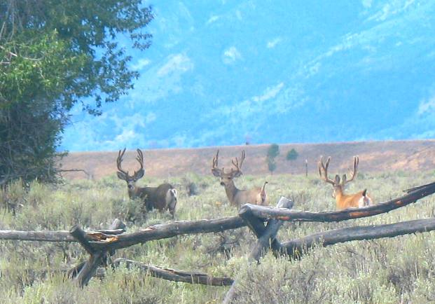 Grand Teton National Park Deer