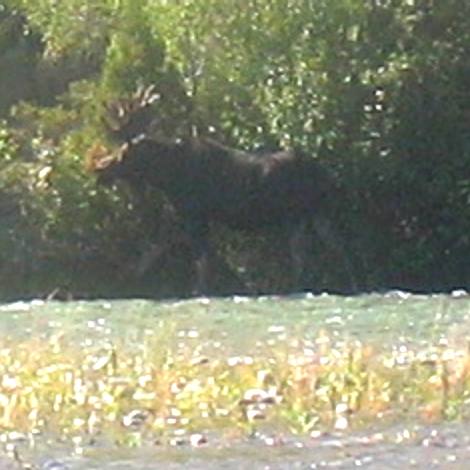 Bull Moose in Snake River near Dornan's in Grand Teton National Park