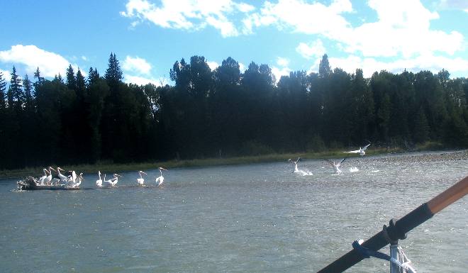 White Pelicans in Snake River downstream of Dornan's in Grand Teton National Park