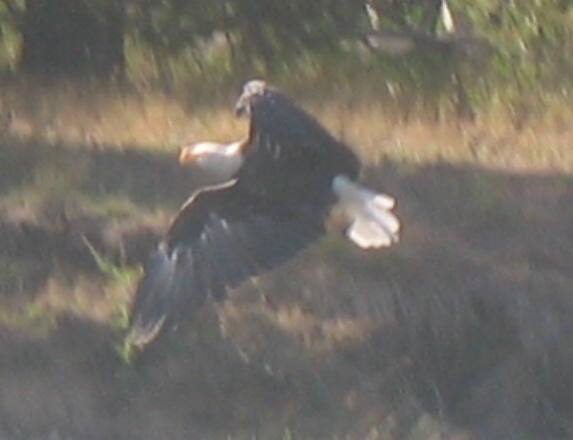 Bald Eagle over Snake River in Grand Teton National Park 