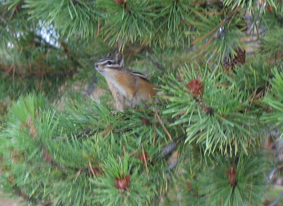 Chipmunk in Yellowstone National Park