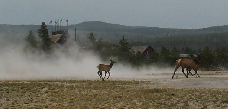 Elk crossing thermal features near Old Faithful