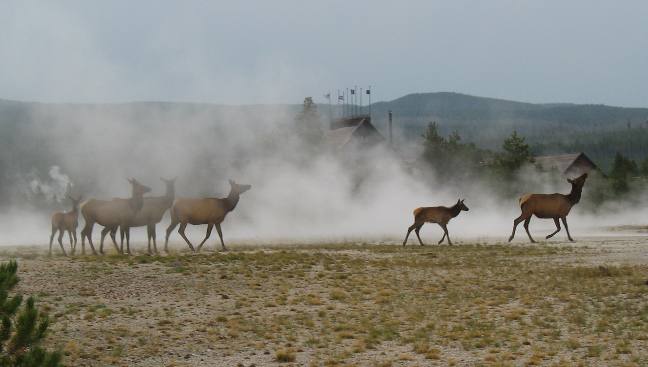 Elk crossing thermal features near Old Faithful