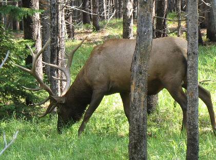 Bull Elk Yellowstone National Park