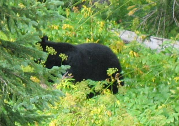 Black bear at Dunraven Pass in Yellowstone National Park