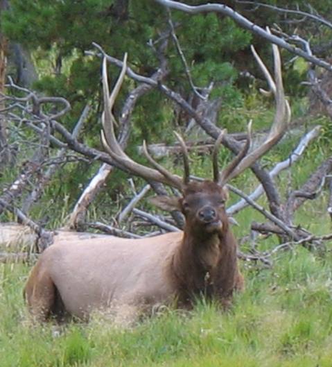 Bull Elk near Gibbon Meadow in Yellowstone National Park
