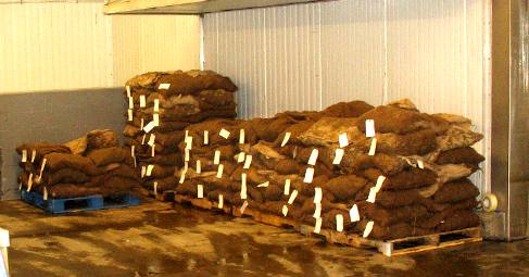 Sacks of fresh oysters Apalachicola