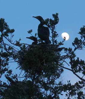 Nesting cormorant on Roost at Galati Docks Anna Maria Island