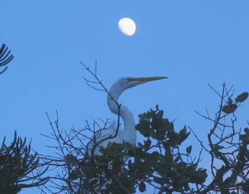 great egret on roost at Galati Anna Maria Island