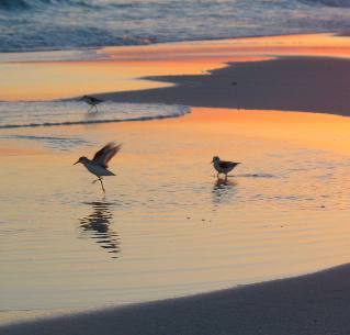 Sandpipers on beach at Henderson Beach State Park
