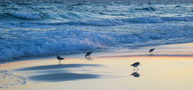 Sandpipers frolicking in the surf line at Henderson Beach State Park
