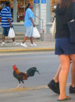 Key West Feral Chicken
