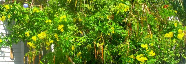 Espernza bush in Key West