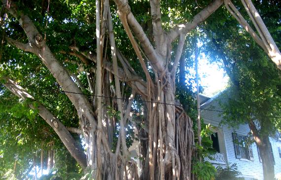 Ficus or Banyan tree 