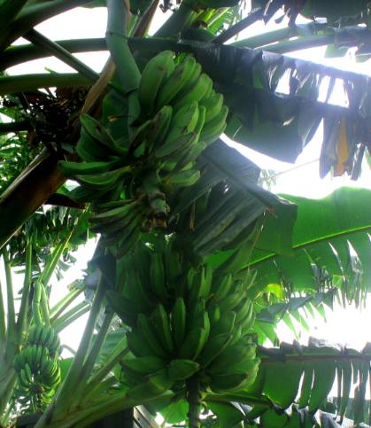 Key West Banana plant