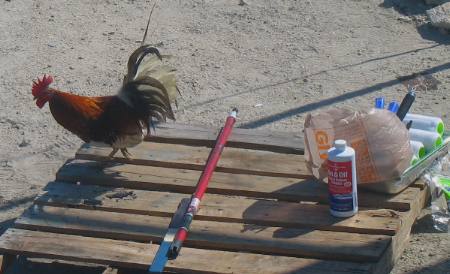 Feral Chicken Shipyard Stock Island