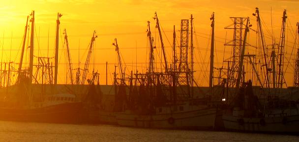 Gulf Shrimp Boats on Stock Island