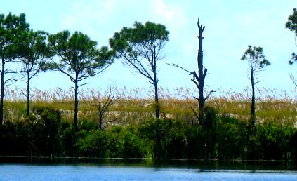 Gator pond & sea oats in St. Andrews State Park
