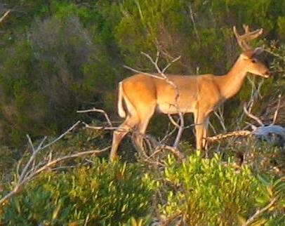 Nice buck St Andrews State Park