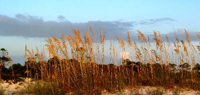 Sea oats in St Andrews State Park