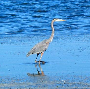 Great Blue Heron st andrews state Park