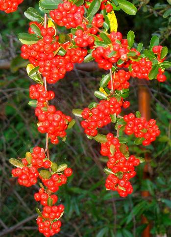 Pyracantha St Andrews State Park