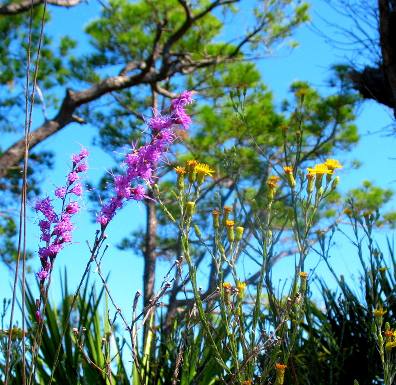 Wildflowers St Andrews State Park