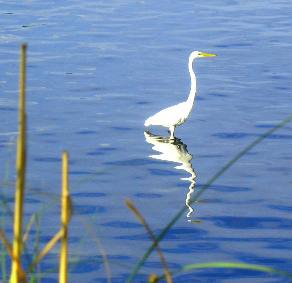 Great egret wading near the campground in St Andrews State Park