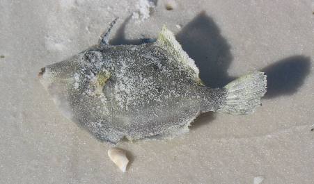 Small trigger fish on the beach at St Andrews State Park