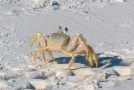 Ghost Crab on beach at St Andrews State Park
