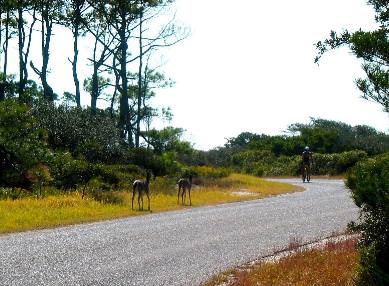 Deer near campground st Andrews State Park