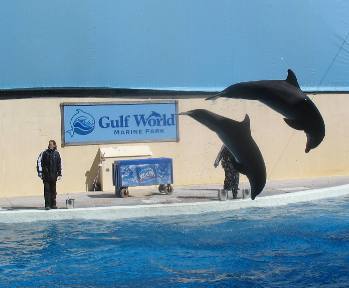 dolphin performing at Gulf World