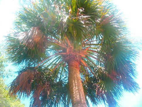 Cabbage palm in Camp Helen State Park