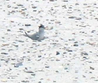 Nesting Tern Camp Helen State Park