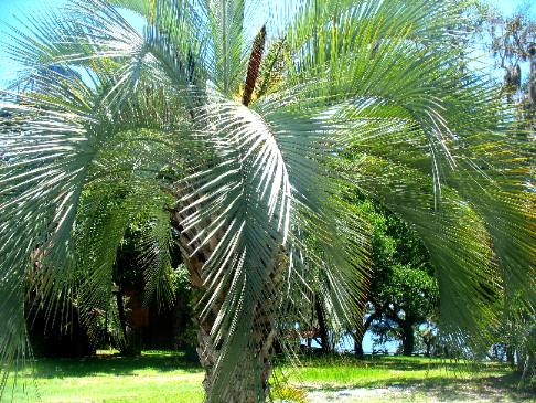 Pindo palm at Camp Helen State Park